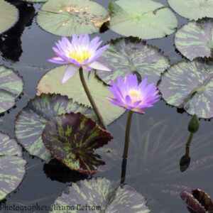 The Lotus Flower